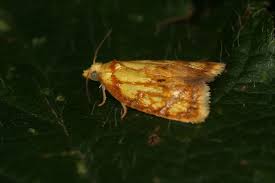 Attēlu rezultāti vaicājumam “Acleris bergmanniana”