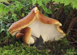 Attēlu rezultāti vaicājumam “Polyporus badius”