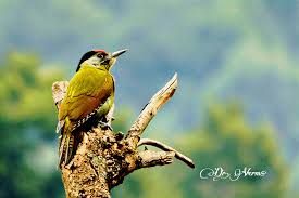 Attēlu rezultāti vaicājumam “Picus canus female”