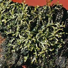 Attēlu rezultāti vaicājumam “Riccia rhenana”