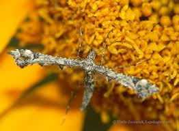 Attēlu rezultāti vaicājumam “Platyptilia tesseradactyla”