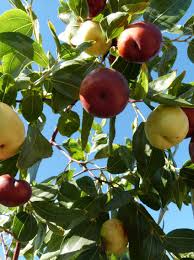 Attēlu rezultāti vaicājumam “Padus avium fruit”