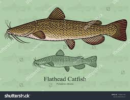 Image result for Pylodictis olivaris