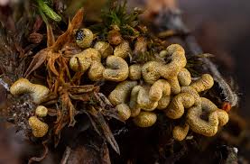 Attēlu rezultāti vaicājumam “Badhamia flavoglauca spores”