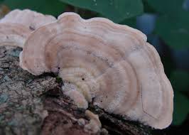 Attēlu rezultāti vaicājumam “Cerrena unicolor”