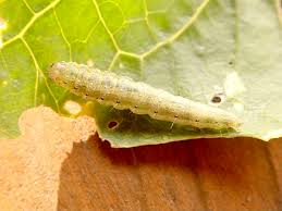 Attēlu rezultāti vaicājumam “Evergestis extimalis”