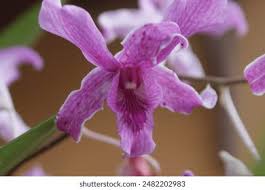 Attēlu rezultāti vaicājumam “Arctophila superbiens”