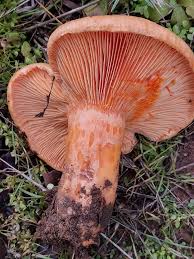 Attēlu rezultāti vaicājumam “Lactarius deliciosus”