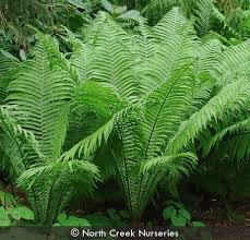 Attēlu rezultāti vaicājumam “Matteuccia struthiopteris”