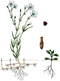 Attēlu rezultāti vaicājumam “Cerastium arvense leaf”