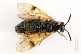 Attēlu rezultāti vaicājumam “Arge ustulata”