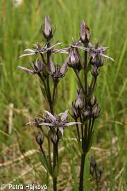 Attēlu rezultāti vaicājumam “Swertia perennis”