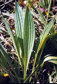 Attēlu rezultāti vaicājumam “Plantago lanceolata leaf”