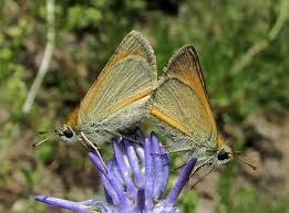 Attēlu rezultāti vaicājumam “Thymelicus sylvestris underside”