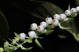 Attēlu rezultāti vaicājumam “Gaultheria cuneata”