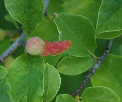 Attēlu rezultāti vaicājumam “Magnolia kobus fruit”