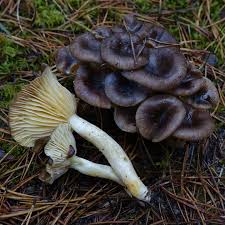 Attēlu rezultāti vaicājumam “Tremiscus helvelloides”