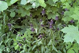 Attēlu rezultāti vaicājumam “Didymium tussilaginis sessile”