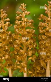 Attēlu rezultāti vaicājumam “Neottia nidus-avis flower”