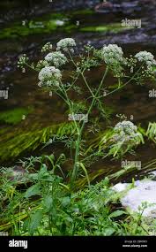 Attēlu rezultāti vaicājumam “Cicuta virosa leaf”