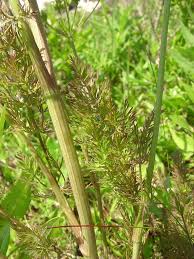 Attēlu rezultāti vaicājumam “Carum carvi leaf”