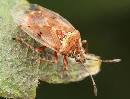 Attēlu rezultāti vaicājumam “Kleidocerys resedae”