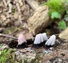 Attēlu rezultāti vaicājumam “Stemonitis axifera spores”