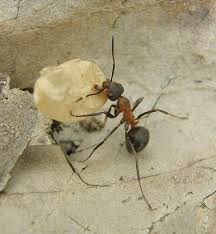 Attēlu rezultāti vaicājumam “Formica rufa”