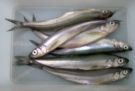 Image result for Osmerus eperlanus