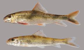 Image result for Moxostoma hubbsi