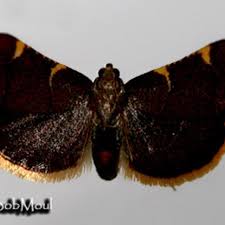 Attēlu rezultāti vaicājumam “Hypsopygia costalis”