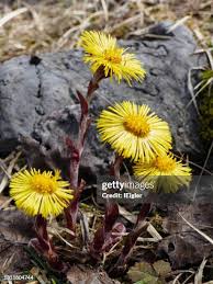 Attēlu rezultāti vaicājumam “Tussilago farfara flower”