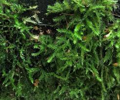 Attēlu rezultāti vaicājumam “Neckera pennata sporophyte”