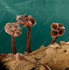 Attēlu rezultāti vaicājumam “Metatrichia floriformis stalked”