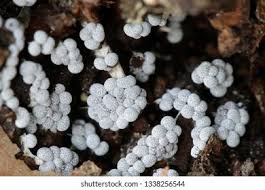 Attēlu rezultāti vaicājumam “Badhamia utricularis spores”