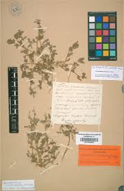 Attēlu rezultāti vaicājumam “Chenopodium acerifolium leaf”