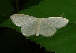 Attēlu rezultāti vaicājumam “Scopula floslactata”