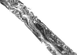 Image result for Leucopleurus acutus