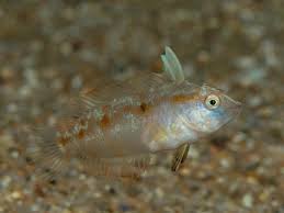 Image result for Xyrichtys novacula