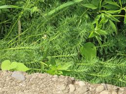 「粉綠狐尾藻」的圖片搜尋結果