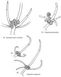 Attēlu rezultāti vaicājumam “Chara intermedia male”