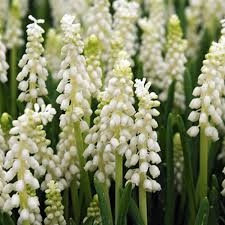 Attēlu rezultāti vaicājumam “Muscari botryoides flower”