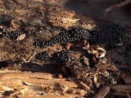 Attēlu rezultāti vaicājumam “Ruzenia spermoides”