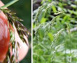 Attēlu rezultāti vaicājumam “Cinna latifolia”