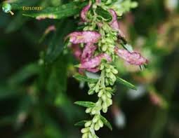 Image result for Artemisia vulgaris