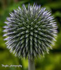 Attēlu rezultāti vaicājumam “Echinops sphaerocephalus”
