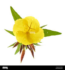 Attēlu rezultāti vaicājumam “Oenothera biennis bud”