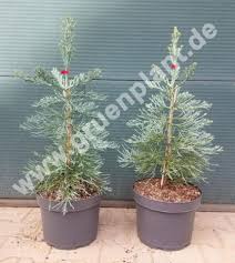 Image result for Mammutbaum