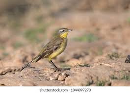 Attēlu rezultāti vaicājumam “Motacilla flava flava adult”