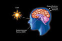 Circadian rhythm - Wikipedia, the free encyclopedia